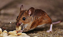 24 Hour & Emergency Exterminators in Inver Grove, MN